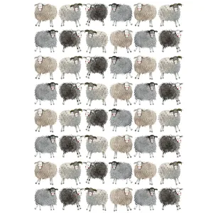 Alex Clark Sheep Gift Wrap