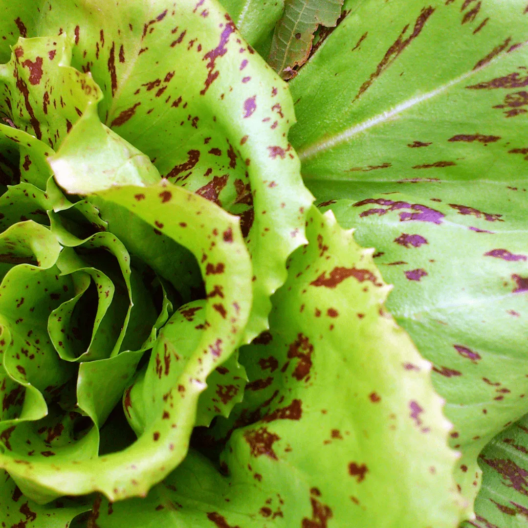 Chicory Radicchio Variegata Di Lusia Seeds | Weston Seeds