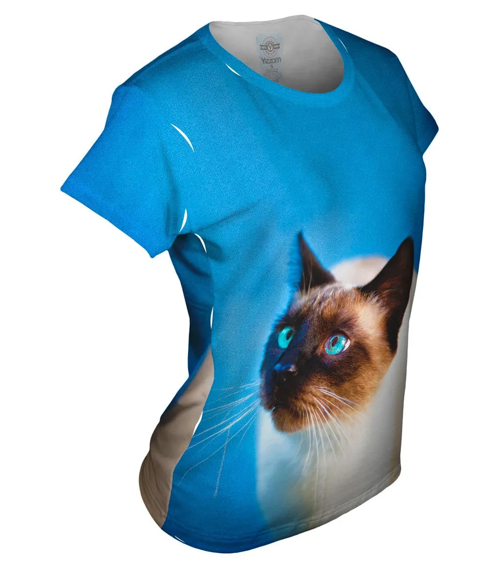 Gorgeous Eyes Siamese Cat