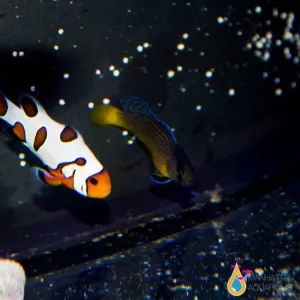 Splendid Dottyback